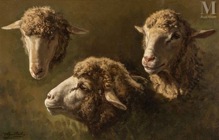Study of Sheep