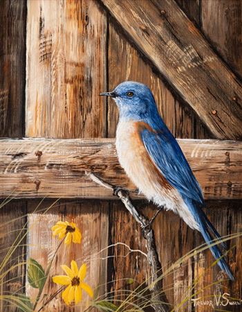 Bluebird in Sunshine