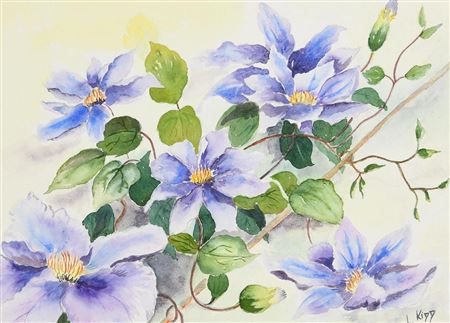 Blue Clematis