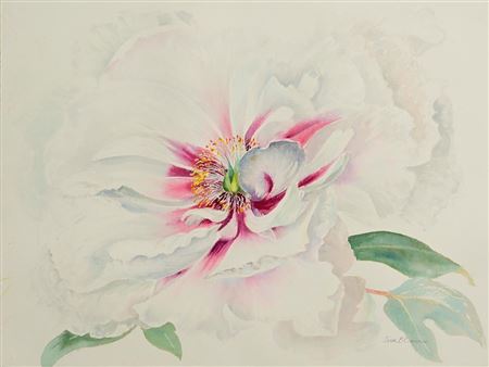 Orchid