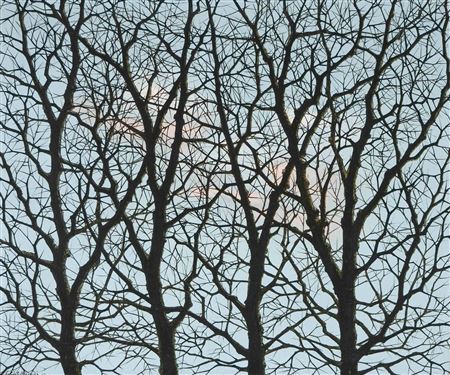 The trees