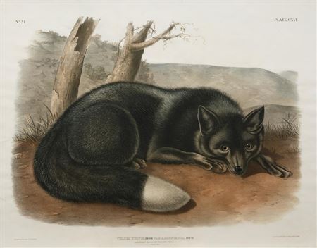 "American Black or Silver Fox"