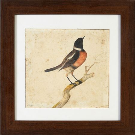 A nightingale