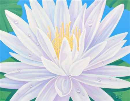 Water Lily