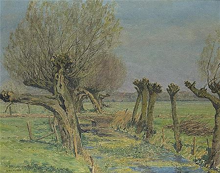 Kopfweiden in der Sonne