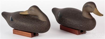 Black Duck Decoy