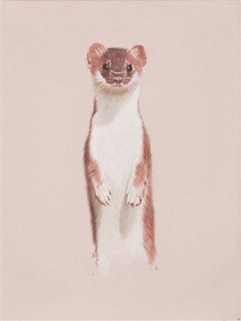 Wiesel