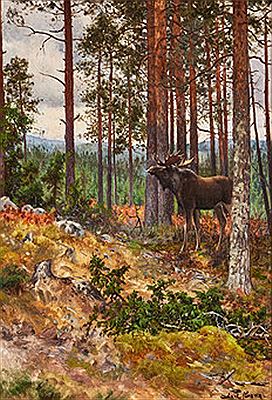 Älgtjur - motiv från Kilsbergen