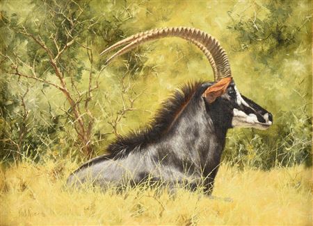 "King Sable," KRUGER NATIONAL PARK, 1974