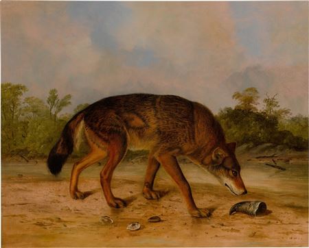 Red Wolf or Texas Wolf by John Woodhouse Audubon - Auction record, sale price, and art valuation. Compare with similar artists and explore comparable artworks.