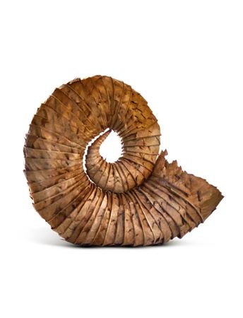 Drumlanrig Sweet Chestnut Leaf by Andy Goldsworthy - Auction record, sale price, and art valuation. Compare with similar artists and explore comparable artworks.
