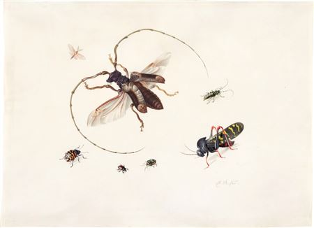 Study of seven insects by Anton Henstenburgh - Auction record, sale price, and art valuation. Compare with similar artists and explore comparable artworks.
