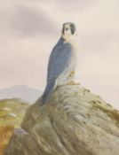 Peregrine Falcon