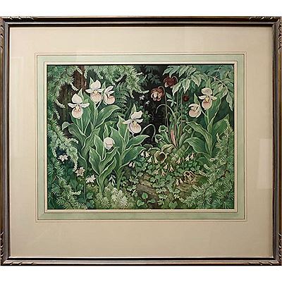 WILD ORCHIDS