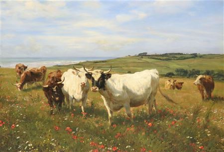 Cattle Poppy Fields