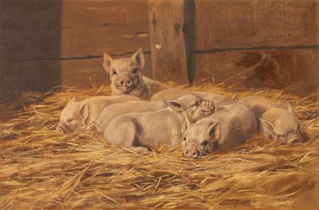 Pigs