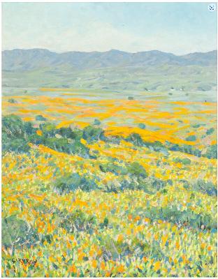 California Poppy Field