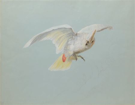 White cockatoo with spread wings