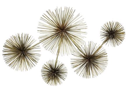 Pom Pom sea Urchin