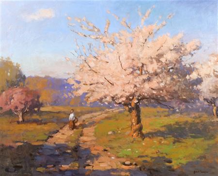 Cherry blossoms