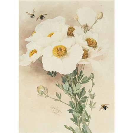 Matillija Poppies and Bees