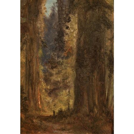 Forest Landscape