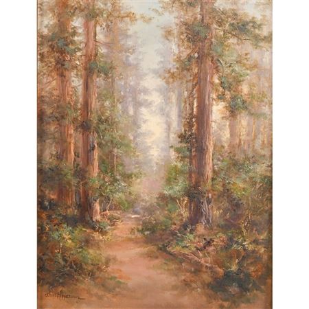 Redwood Trees