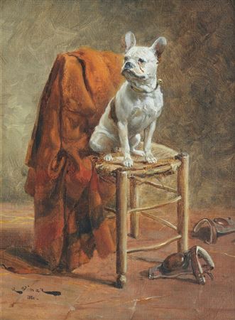 A French Bulldog