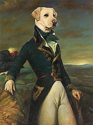 A gentleman labrador
