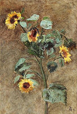 Blooming sunflowers