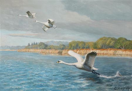 Flying swans