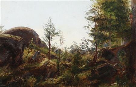 A forest clearing with small trees and vegetation
