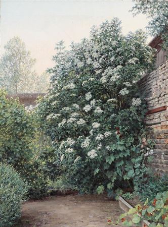 An elder in full bloom