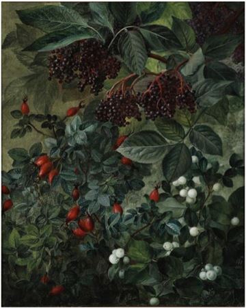 Snowberries, elderberries and rose hip growing wild