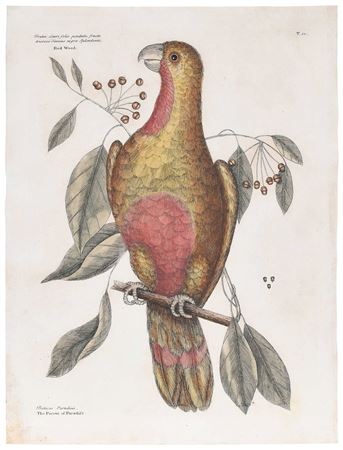 Mark Catesby - artist photo