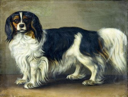Dog - King Charles Spaniel