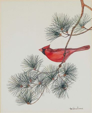 RED CARDINAL ON LONGLEAF PINE