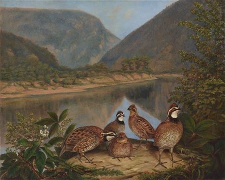 Five Bobwhites at the Delaware Water Gap