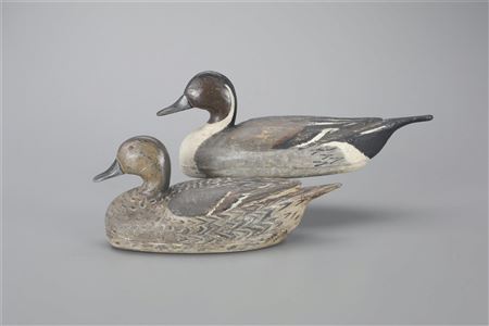Pintail Pair