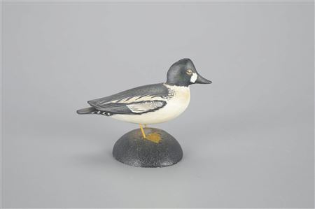 Miniature Goldeneye Drake
