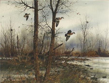 Dropping In - Wood Ducks