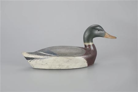 Exceptional Mallard Drake