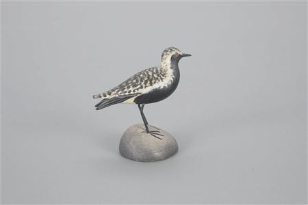 Exceptional Miniature Black-Bellied Plover