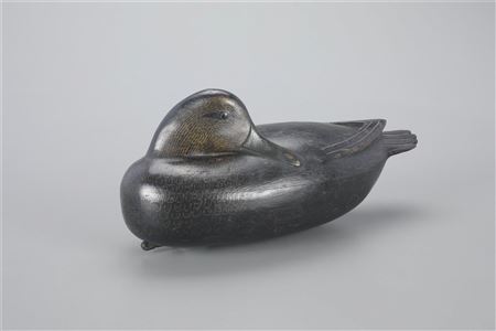 Sleeping Black Duck