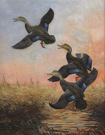Flying Black Ducks