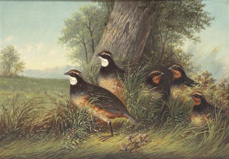 Quail