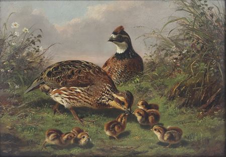 Quail and Chicks
