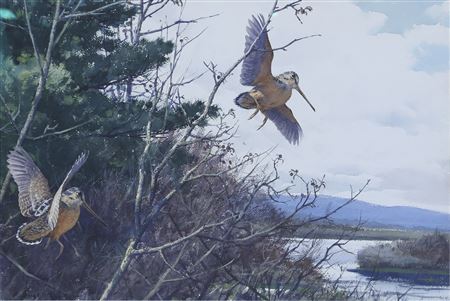 Two Woodcock