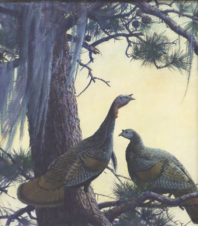Gobbler and Hen Turkey