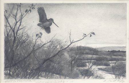 Drawing for Lone Woodcock
